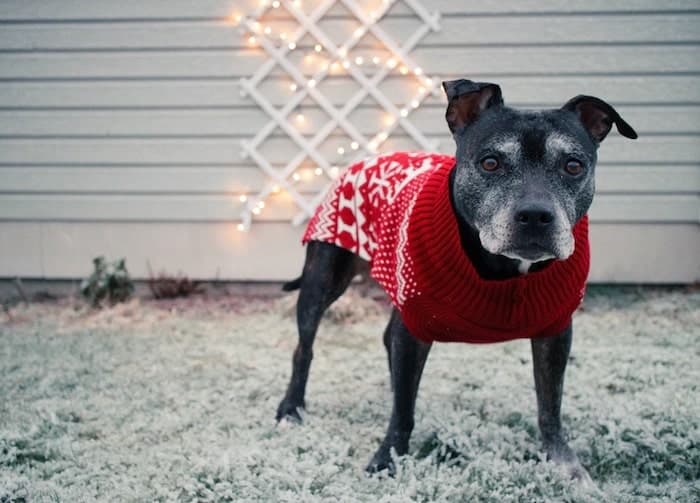 How to Make a Dog Sweater at Home Within an Hour